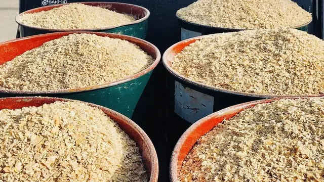Cheapest Way to Feed Pigs in the Philippines