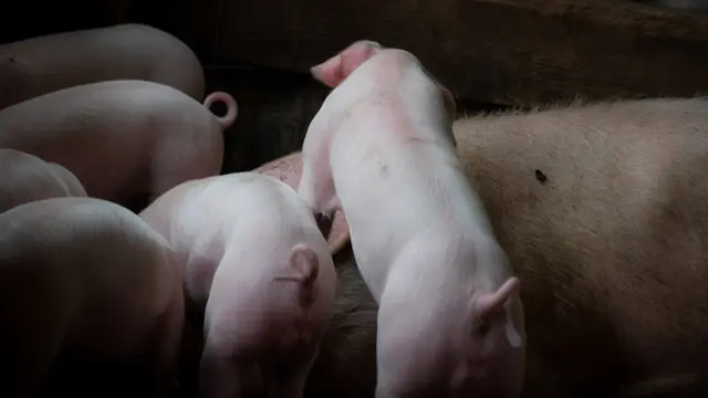 Iron Injection for Piglets: Why, When, How