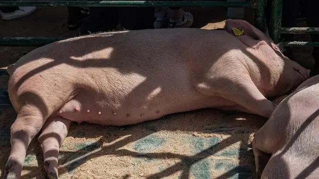 Landrace vs Large White Pig: Which Maternal Line for the Philippines? (2026)