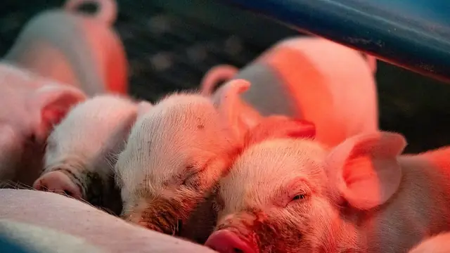 Savaging Sow: When She Eats Her Own Piglets