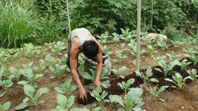 Pig Farm Side Income Compared: Which Waste-to-Money Path Actually Pays? (Philippines, 2026)