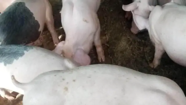OFW Pig Farm Investment: Honest Due-Diligence Guide