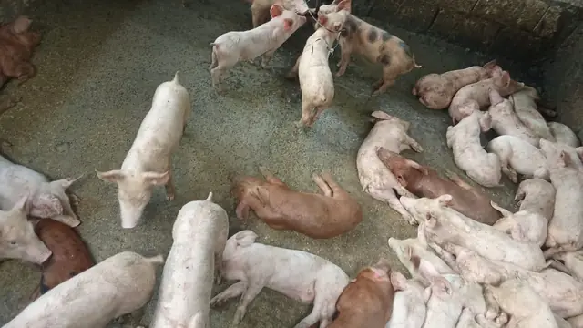 How to Write a Pig Farming Business Plan (Philippines)