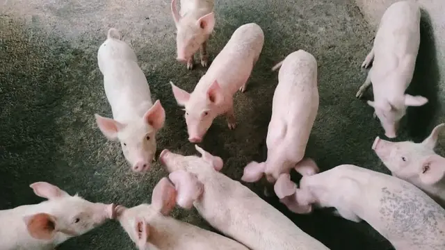 5 Pig Pen Layouts: From 3-Head Backyard to 50-Head Semi-Commercial