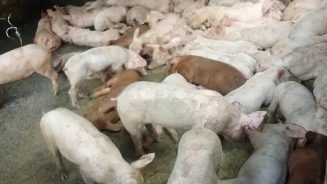 5 Pigs vs 20 vs 50: What Scale Works in the Philippines?