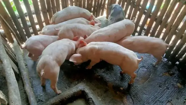 Emergency Pig Feeding: What to Do When Supply Runs Out