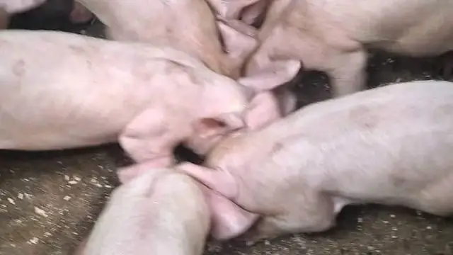 How Many Pigs for ₱5K, ₱20K, ₱50K Monthly Income?