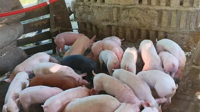 Is the Backyard Pig Raiser Disappearing? What PSA's Numbers Actually Show