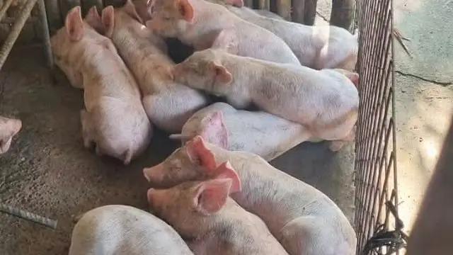 LGU Permits & Regulations for Backyard Piggeries in the Philippines