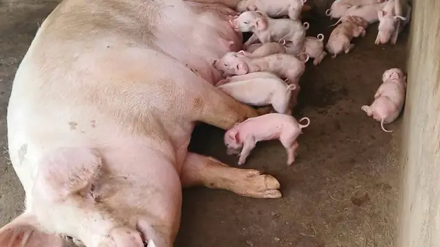 Sow Not Letting Piglets Nurse: MMA In PH Backyard Pigs