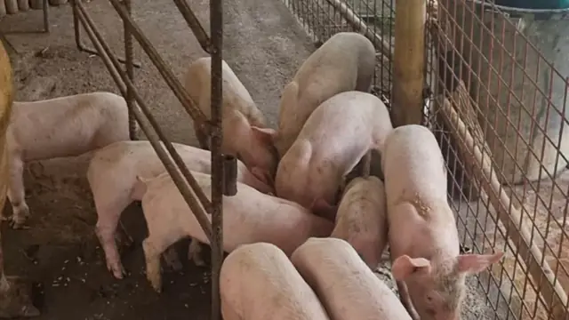 12 Hidden Costs of Starting a Piggery in the Philippines