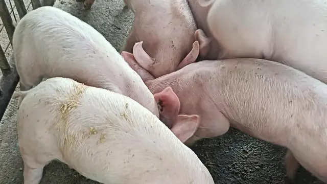 The Mindanao Discount: Davao Hog Price, June 2026