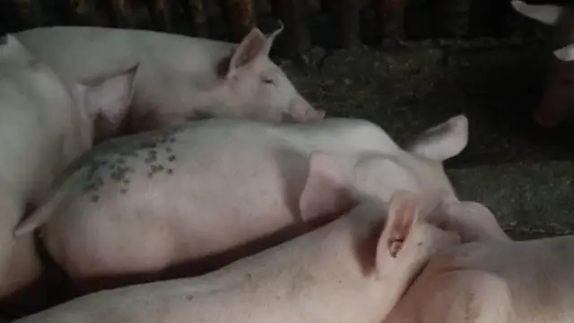 Kita Gikan sa Hugaw: How to Turn Pig Manure Into Fertilizer and Income