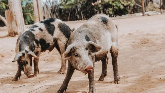 How Many Piglets Does a Native Pig Usually Have?