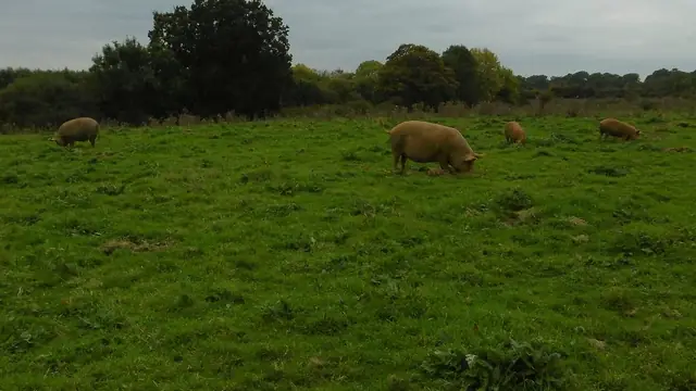 Preventing Pig Diseases Before They Start