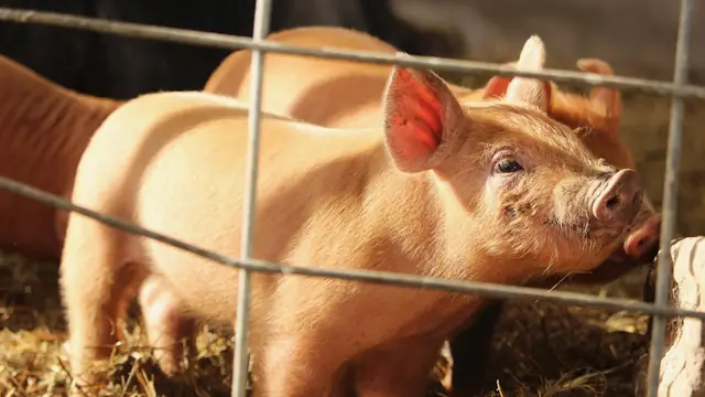 Pig Farming Profit: Real Numbers for 10 Pigs (Philippines)