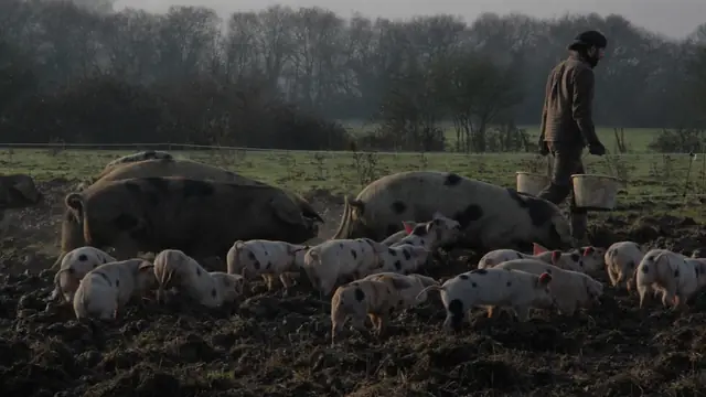 Pig Feed Formulation: Cut Costs With Local Ingredients