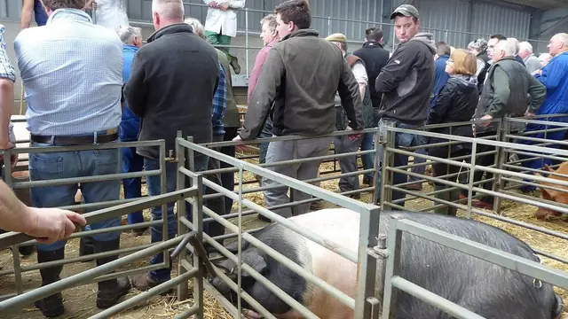 How to Sell Pigs: Pricing, Buyers & Marketing for Small Farmers
