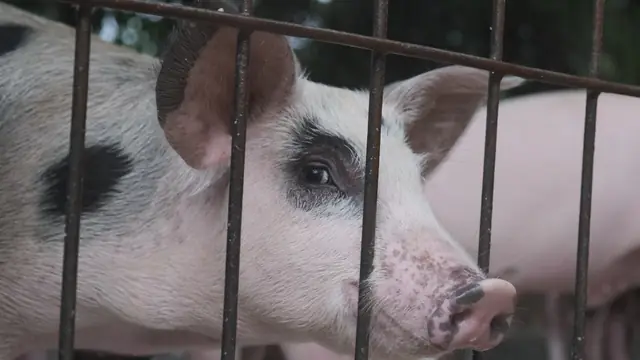 Ngano Dili Mokaon ang Baboy? Why Your Pig Stopped Eating