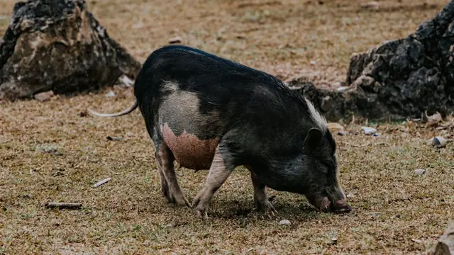 How to Estimate Pig Weight Without a Scale