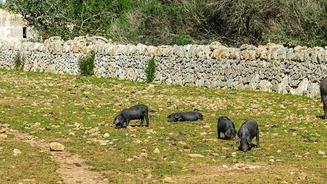 Paiwi at Hatian sa Baboy: Profit Math for Both Sides
