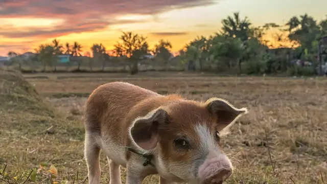Piglet Inspection Checklist: 12 Field Tests Before You Pay