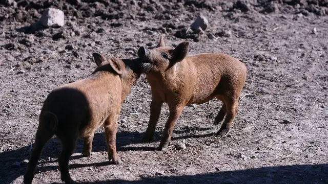 Why Piglets Die in the First Week (And How to Stop It)