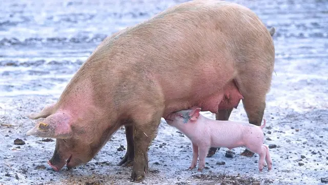 How to Tell If Your Pig Is Pregnant