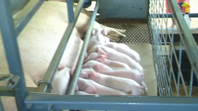 Sow vs Fattener Pig: Which Earns More in the Philippines? (2026)