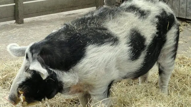 How Much Water Do Pigs Need Per Day in Hot Weather?