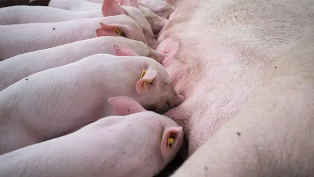 SwineFlow: Running a Profitable Pig Farm Batch
