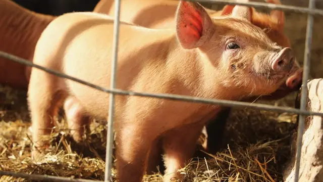 When to Castrate Piglets in the Philippines