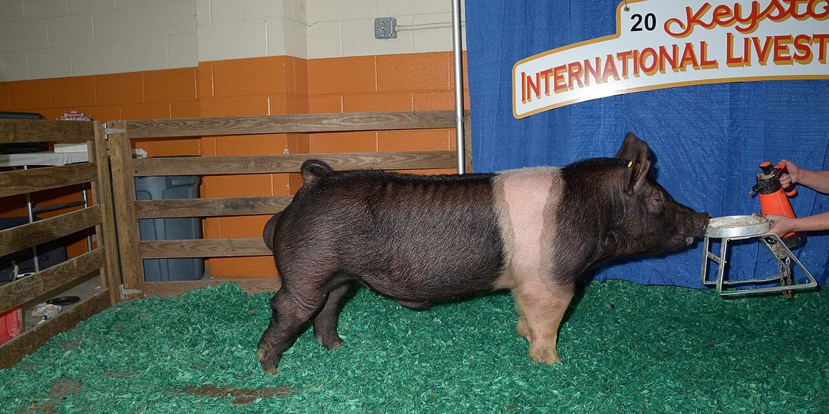 Hampshire boar — black body with distinctive white belt around shoulders